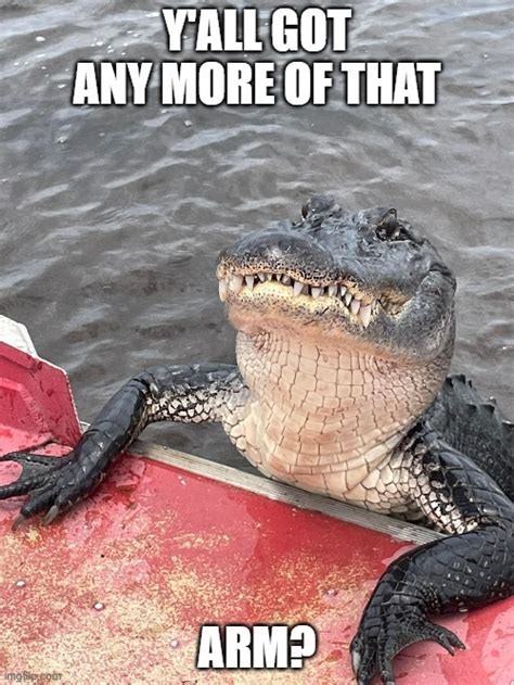 alligator meme|More.